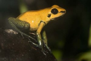 d terribilis2